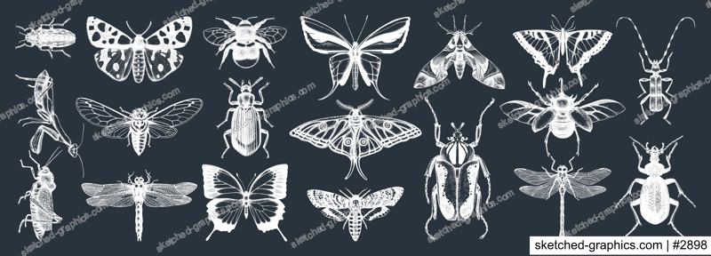 Hand-sketched insects collection on chalkboard. Hand drawn beetles, bugs, butterflies, dragonfly, cicada, moths, bee set in vintage style. Entomological vector drawings