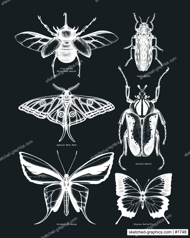 Vector collection of high detailed insects sketches. Hand-sketched beetles and butterflies illustrations on chalkboard. Entomological hand-drawings. Vintage insects in sketched style print