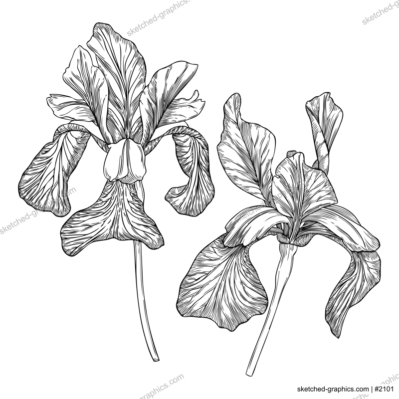 Elegant iris illustration. Botanical drawing of summer flowers. Hand-drawn garden iris bud. Engraved style floral drawing on white background. Hand-sketched flower for a wedding or brand design