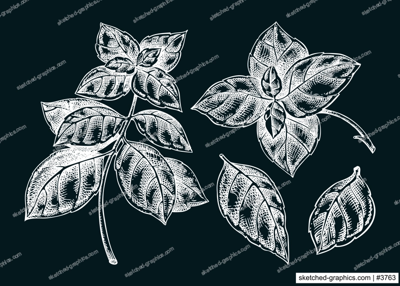 Italian Basil sketches set. Kitchen spice chalk drawing. Italian herbs and spices hand-drawn vector illustration. NOT AI generated
