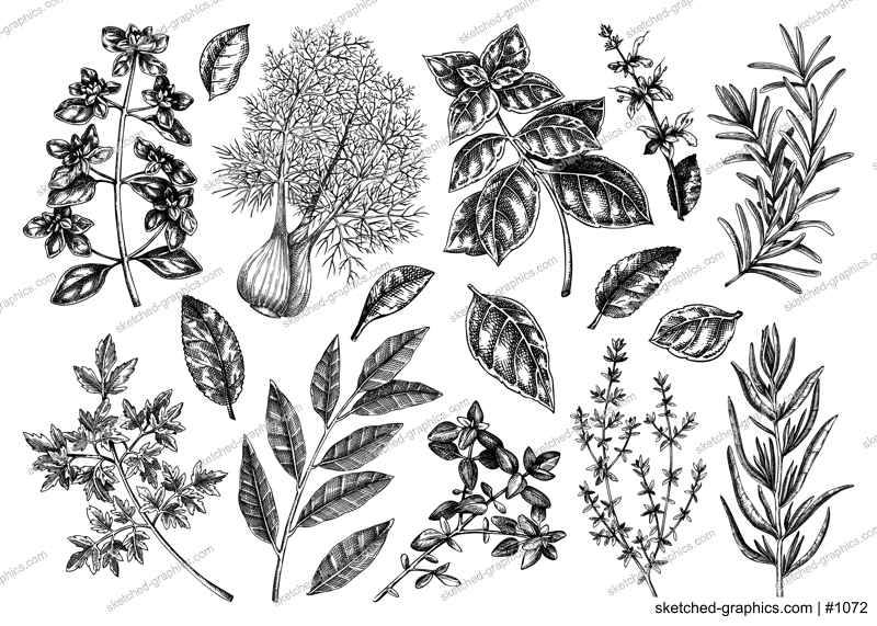 Italian cuisine herb and spice sketches set. Basil, mint, rosemary, parsley, sage, bay leaf, fennel drawing. Kitchen spices hand-drawn vector illustration. NOT AI genereted