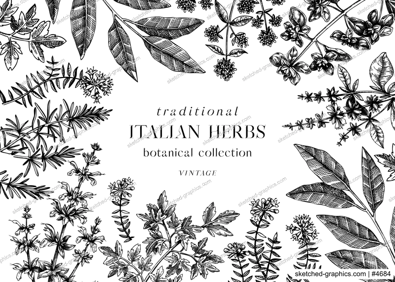 Vector banner design with  typical herbs and spices for Italian cuisine. Hand-sketched kitchen herbal plants background. Aromatic food cooking ingredients frame. Hand drawn herbs template