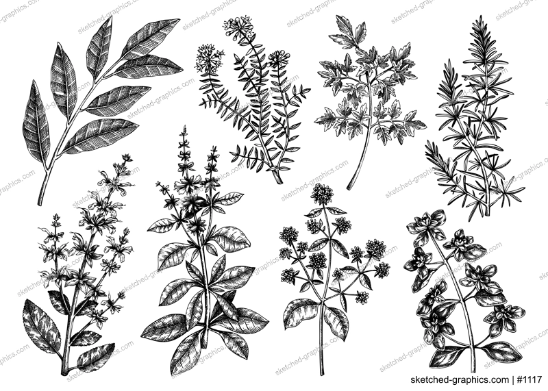 Vector collection of typical herbs and spices for Italian cuisine. Hand-sketched kitchen herbal plants illustration. Aromatic food cooking ingredients collection. Hand drawn herbs set.