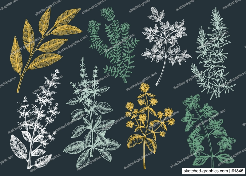 Vector collection of typical herbs and spices for Italian cuisine. Hand-sketched kitchen herbal plants illustration. Aromatic food cooking ingredients collection. Hand drawn herbs set.
