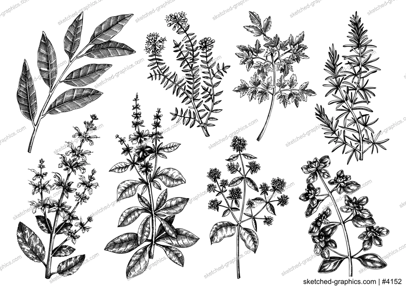 Vector collection of typical herbs and spices for Italian cuisine. Hand-sketched kitchen herbal plants illustration. Aromatic food cooking ingredients collection. Hand drawn herbs set.