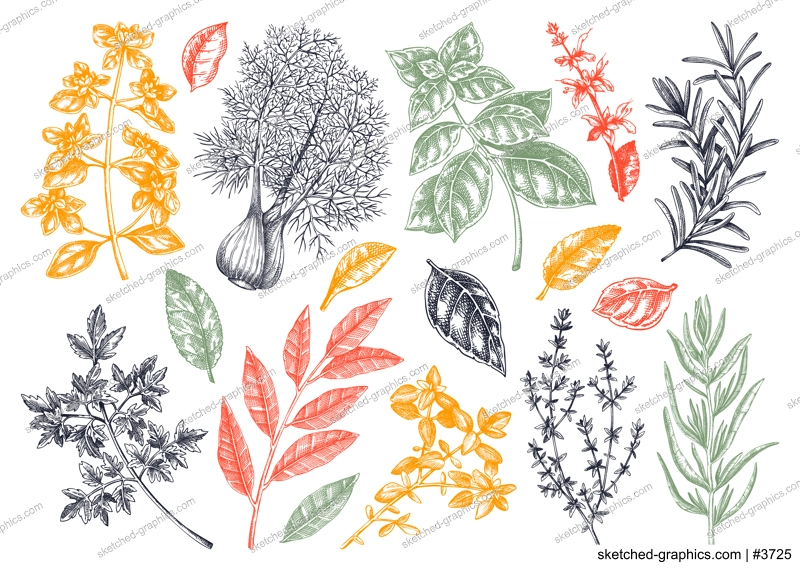 Italian cuisine herb and spice sketches set. Basil, mint, rosemary, parsley, sage, bay leaf, fennel drawing. Kitchen spices hand-drawn vector illustration. NOT AI generated