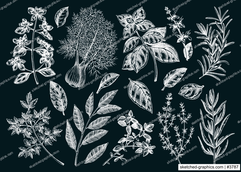 Italian cuisine herb and spice sketches set. Basil, mint, rosemary, parsley, sage, bay leaf, fennel chalk drawing. Kitchen spices hand-drawn vector illustration. NOT AI generated