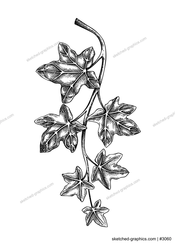 Decorative evergreen plant sketch. Ivy branch drawing. Hand-drawn botanical element in sketched style. Hedera leaves for Christmas or winter design.