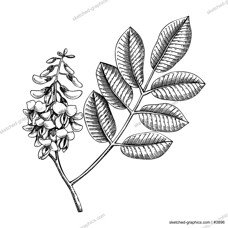 Jamacian dogwood sketch. Apothecary plant drawing. Herbal remedies, medicinal plant, natural medicine hand-drawn vector illustration. NOT AI genereted