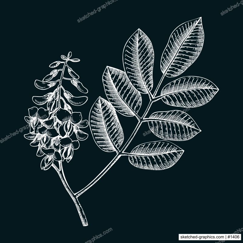 Jamaican dogwood sketch. Apothecary plant drawing. Herbal remedies, medicinal plants, natural medicine hand-drawn vector illustration on chalkbord. NOT AI generated