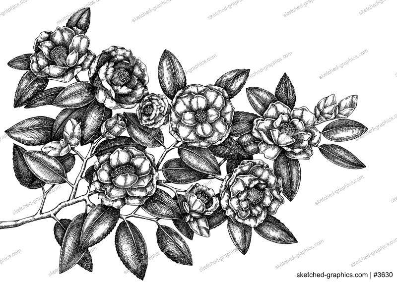 Hand-drawn Japanese camellia vector illustration isolated on white background. Blooming branch with beautiful flowers and leaves in sketch style. Vintage flowering plant realistic drawing 