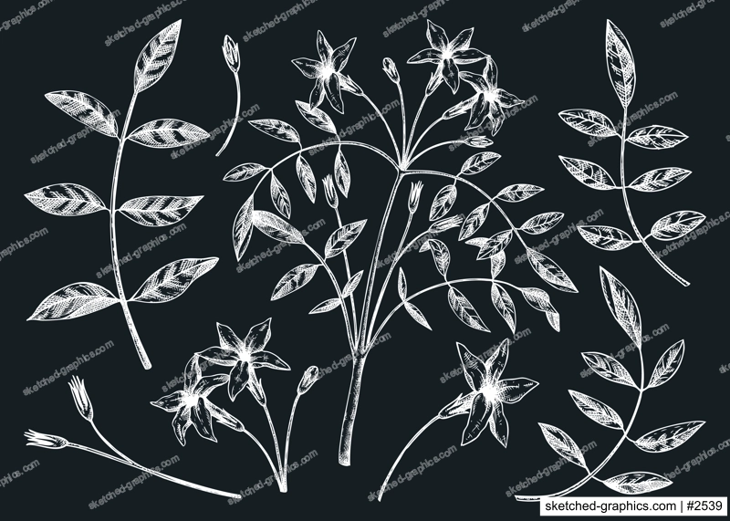 Hand sketched Jasmine botanical illustration. Vector leaves and flowers set on chalkbooard. White Jasmine - hand-drawn flowering plant in engraved style. Floral drawing of natural tea ingredients