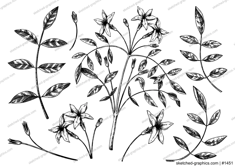 Hand sketched Jasmine botanical illustration. Vector leaves and flowers set. Common Jasmine - hand-drawn flowering plant in engraved style. Floral drawing on white background.
