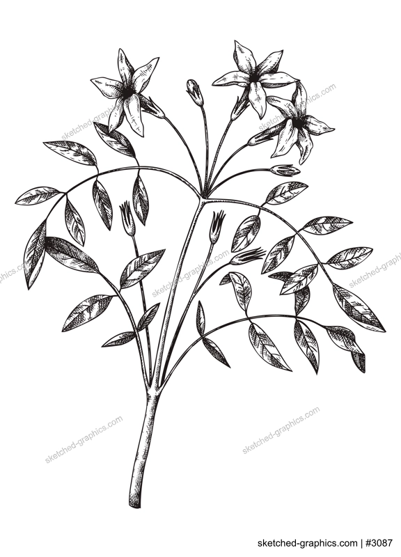 Hand sketched Jasmine botanical illustration with leaves and flowers. Common Jasmine - hand-drawn flowering plant in engraved style. Floral drawing on white background. 