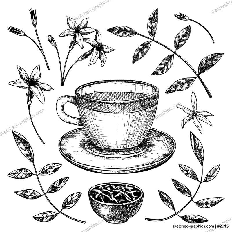 Hand-sketched jasmine tea in a glass mug illustrations. Vector sketch of hot drink in an elegant cup, dried leaves, jasmine blossom. Green Tea drawing for menu design on white