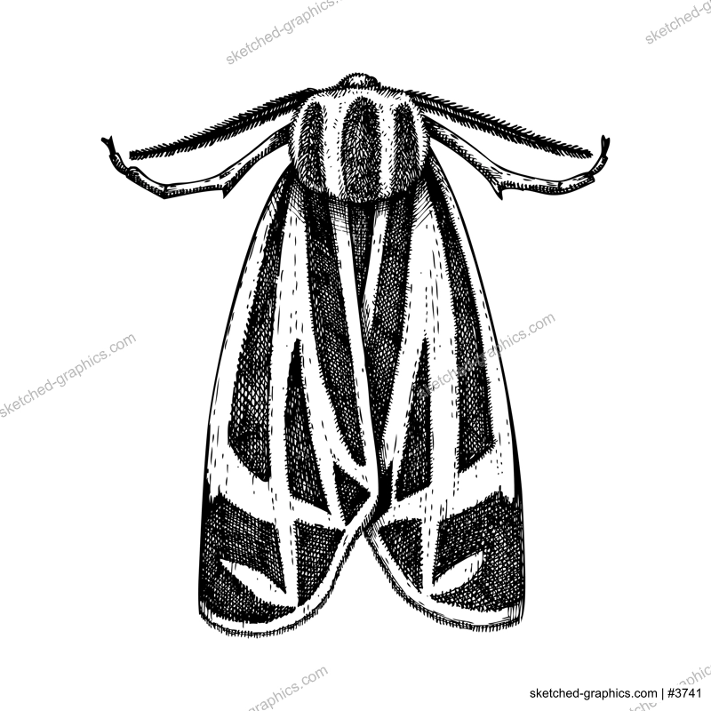 Sketched Jersey Tiger moth illustration. Hand-drawn butterfly in vintage style. Entomological vector drawing of insects isolated on white background.