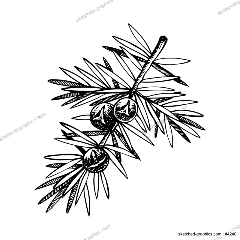 Juniper sketch. Winter plant drawing. Evergreen tree branch with berries hand-drawn vector illustration. Christmas design element. NOT AI generated