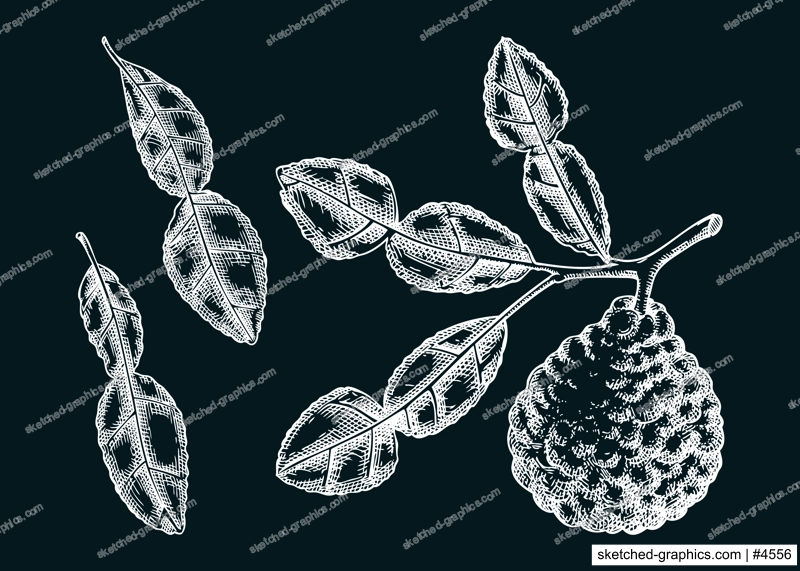 Kaffir lime sketches set. Kitchen spice chalk drawing. Citrus fruit branch with leaves hand-drawn vector illustration. NOT AI generated