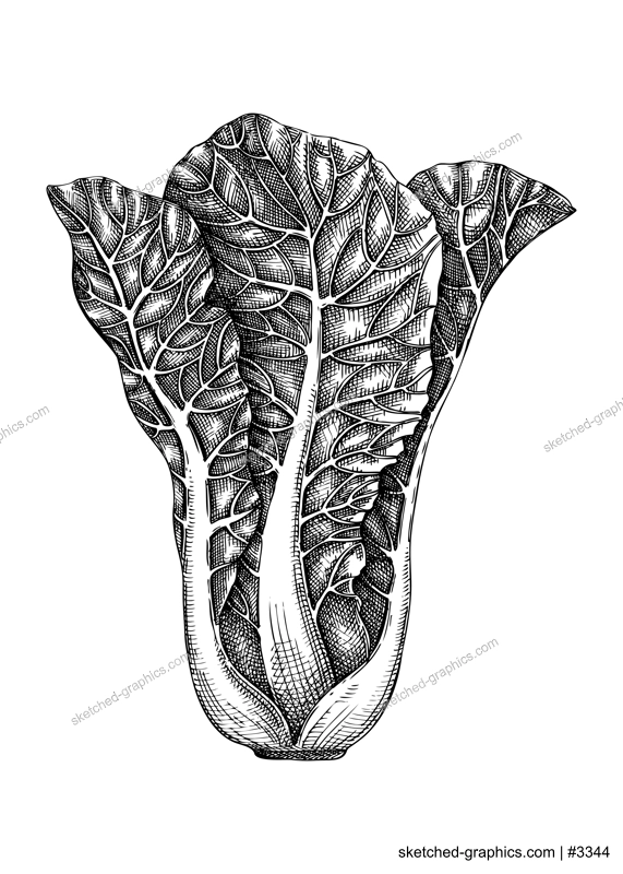 Fresh Kale sketch. Garden vegetable drawing. Hand-sketched Leaf cabbage. Healthy food plants. Vector illustration of raw cultivated kale cabbage. For grocery, markets, packaging