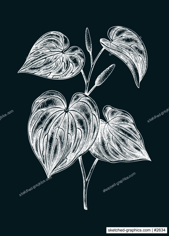 Kava Kava sketch. Apothecary plant drawing. Herbal remedies, medicinal plants, natural medicine hand-drawn vector illustration on chalkboard. NOT AI generated