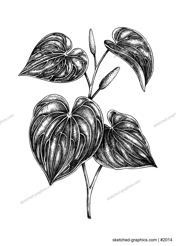 Kava Kava sketch. Apothecary plant drawing. Herbal remedies, medicinal plant, natural medicine hand-drawn vector illustration. NOT AI genereted
