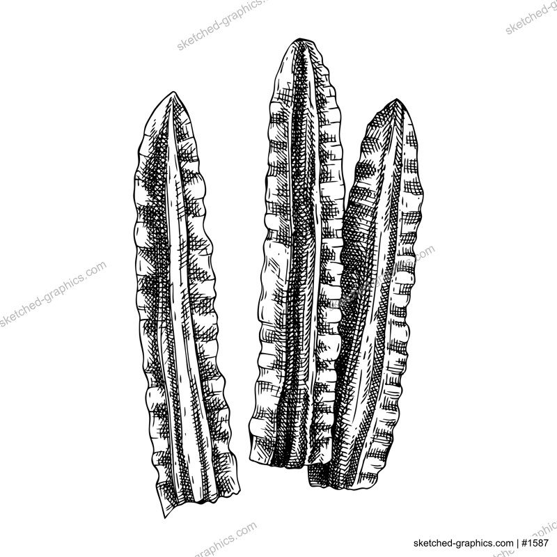 Dried Kombu algae - edible seaweed drawing isolated on white background. Sea kelp vector food illustration. Japanese cuisine ingredient, healthy food design element in engraved style