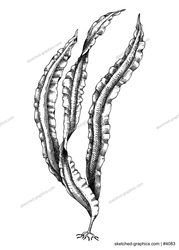 Hand drawn Konbu sketch. Kombu - edible seaweed drawing isolated on white background. Sea kelp vector food illustration. Japanese cuisines, healthy food ingredient in engraved style