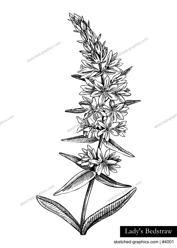 Lady's bedstraw vector illustration. Hand drawn summer flower sketch. Wildflower drawing isolated on white background. Meadows or woodlands flowering plant. Floral design element