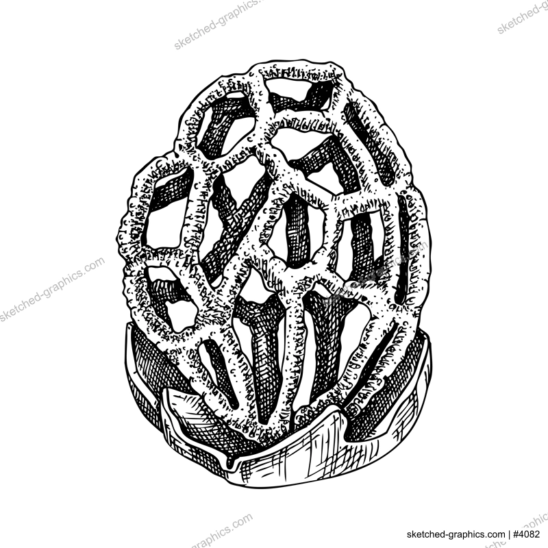 Latticed stinkhorn mushroom sketch. Poisonous fungus illustration. Hand drawn forest plant. Red cage mushroom drawing isolated on white background. Healthy food design element