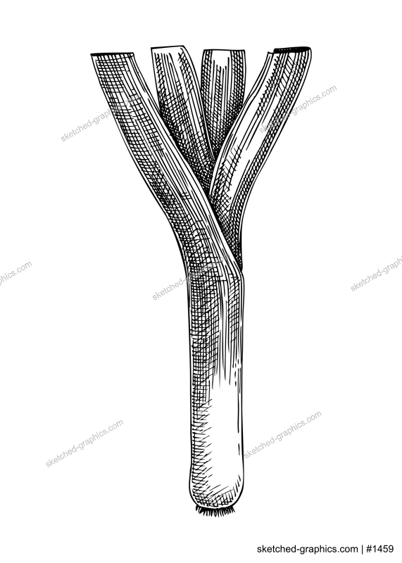 Fresh leek sketch. Hand-sketched Vegetable illustration. Healthy food plant. Vector drawing of raw cultivated onion. Vegetables for grocery, markets, packaging, recipes, menus design.