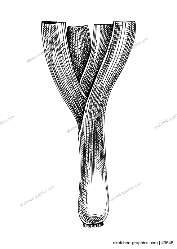 Fresh leek sketch. Hand-sketched Vegetable illustration. Healthy food plant. Vector drawing of raw cultivated onion. Vegetables for grocery, markets, packaging, recipes, menus design.