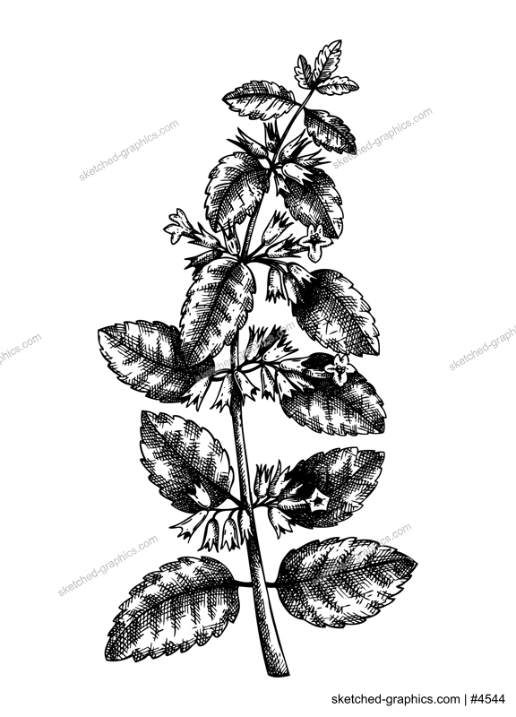 Hand sketched Lemon balm botanical illustration with leaves and flowers. Melissa - hand-drawn medical herbs and spices. Engraved style herbal plant on white background. Healthy tea ingredients