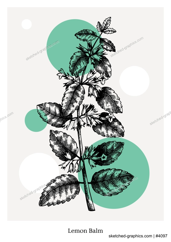 Hand-sketched Lemon balm with flowers and leaves illustration. Perfumery, cosmetics, herbal tea packaging design element. Hand drawn Lemon balm sketch isolated on vintage background. 