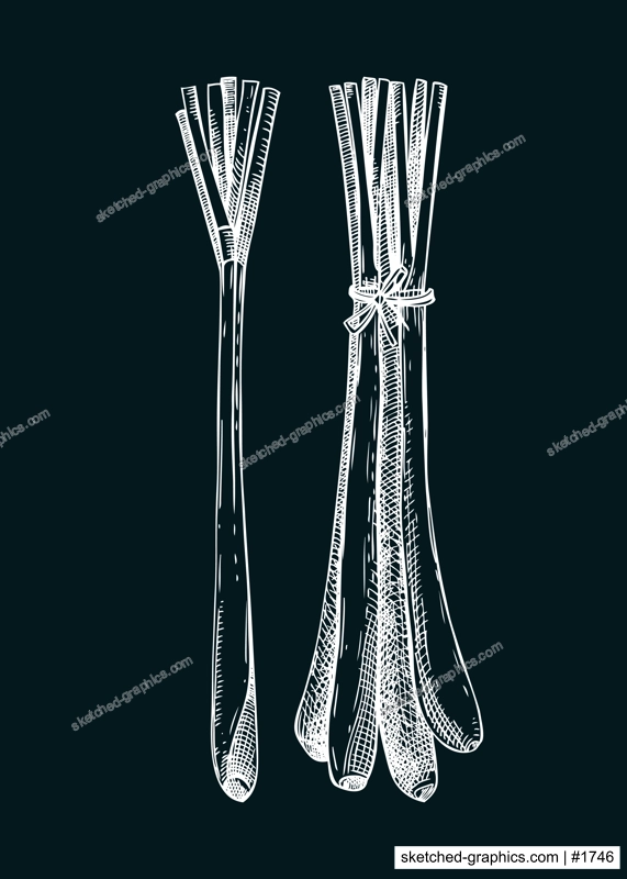 Lemongrass sketch. Kitchen spice chalk drawing. Citronella grass hand-drawn vector illustration. NOT AI generated