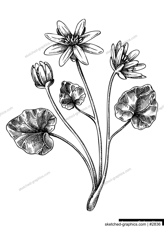 Lesser celandine  flower sketch in engraved style. Floral branch with buds and leaves. Black contoured buttercup. Botanical vector illustration of spring woodland plant isolated on white background