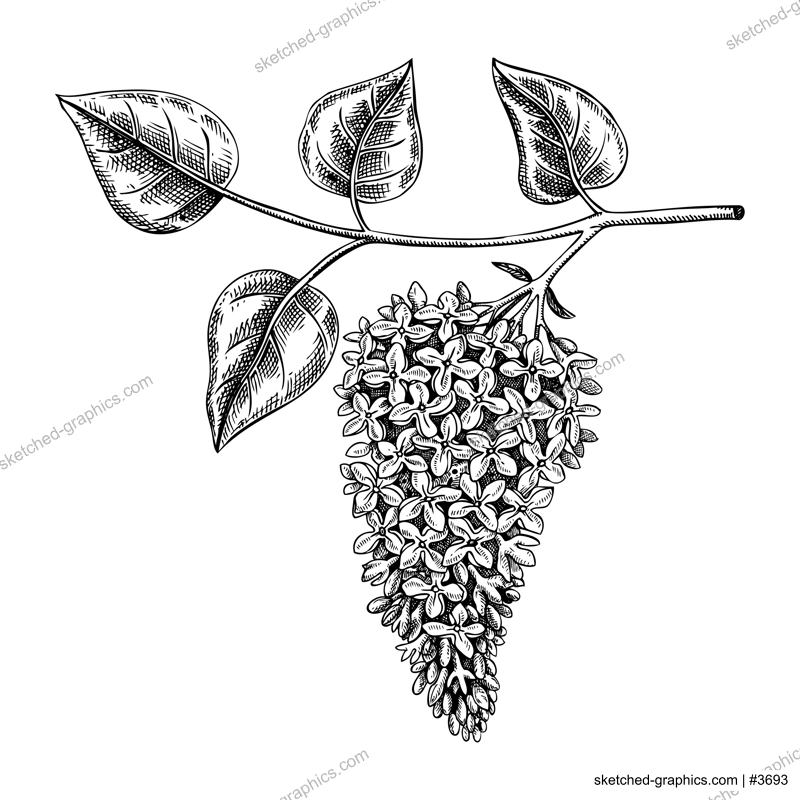 Lilac blossom sketch in engraved style. Flowering branch with flowers and leaves. Black contoured floral drawing. Botanical vector illustration of spring tree isolated on white background