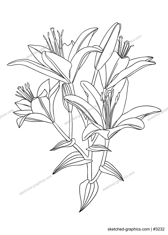 Elegant lily illustrations. Botanical line art drawings of summer flowers. Hand-drawn garden lily branch set. Florals for a wedding decor, greeting cards and invitations 