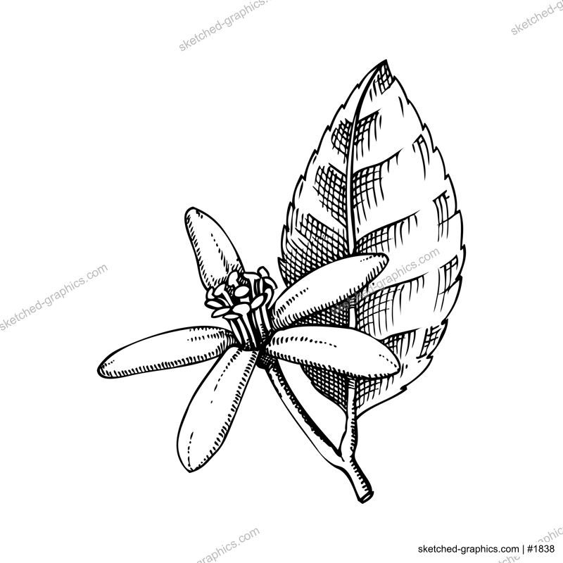 Vintage lime flower sketch. Citrus fruit blossom hand-drawn vector illustration. Exotic plant drawing in engraved style. Botanical design element. NOT AI-generated