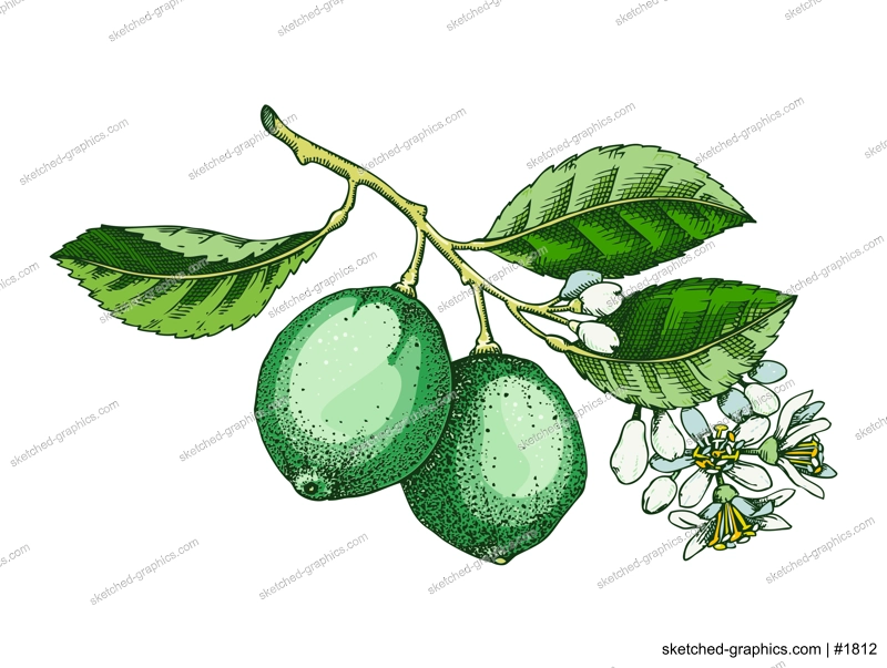 Lime fruit sketch in color. Citrus tree branch with fruit, leaves and flowers. Hand-drawn vector illustration. Exotic plant drawing in watercolor style. Botanical design element. NOT AI-generated