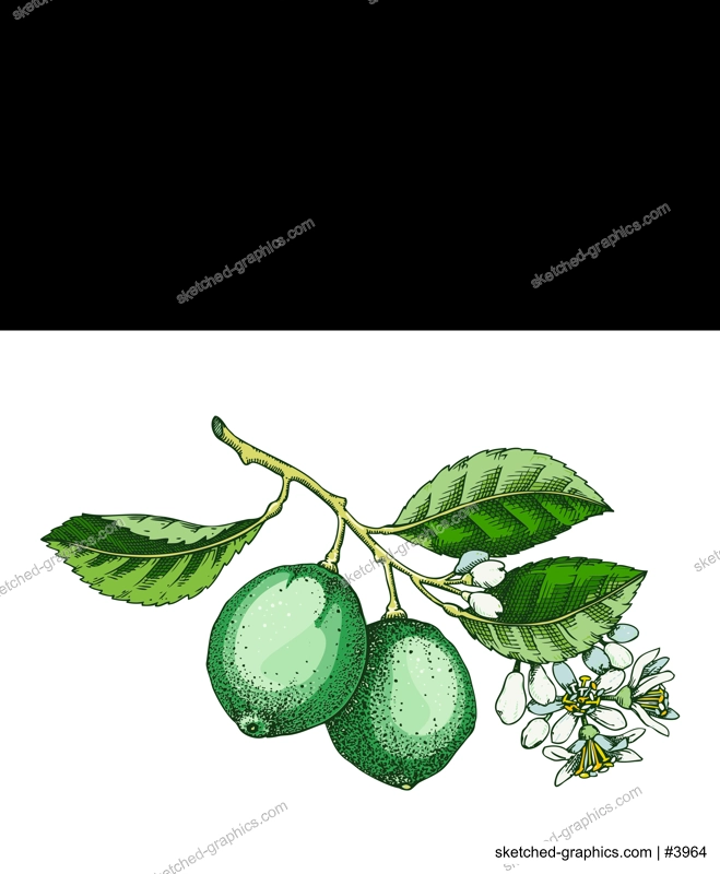 Lime fruit sketch in color. Citrus fruit tree branch with fruit and flowers. Hand-drawn vector illustration. Exotic plant drawing in watercolor style. Botanical design element. NOT AI-generated