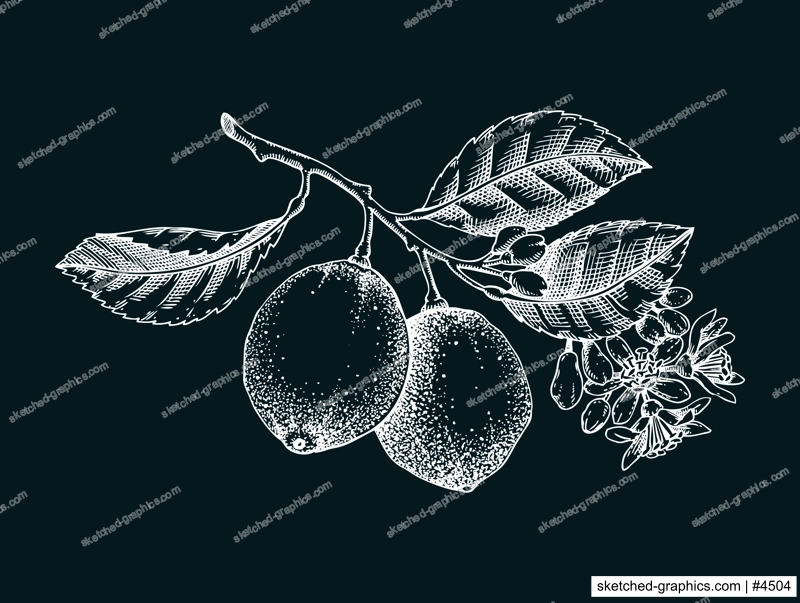 Vintage lime sketch on chalkboard. Citrus fruit tree branch with fruit and flowers. Hand-drawn vector illustration. Exotic plant drawing in engraved style. Botanical design element. NOT AI-generated