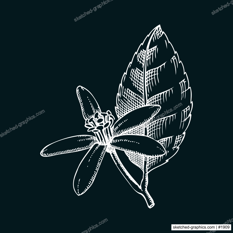 Vintage lime flower sketch on chalkboard. Citrus fruit blossom hand-drawn vector illustration. Exotic plant drawing in engraved style. Botanical design element. NOT AI-generated