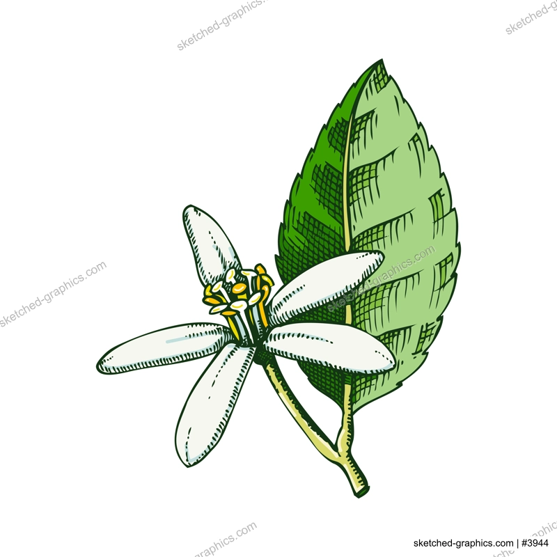 Lime flower sketch in color. Citrus fruit flower hand-drawn vector illustration. Exotic plant drawing in watercolor style. Botanical design element. NOT AI-generated