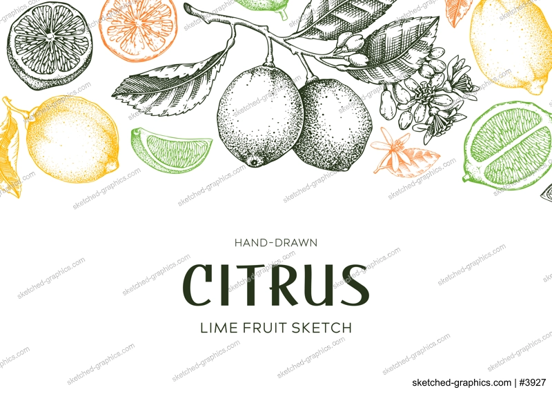 Lime fruit fbanner. Exotic plants design template. Citrus fruit sketches in color. Summer background. Hand drawn vector illustration. NOT AI generated
