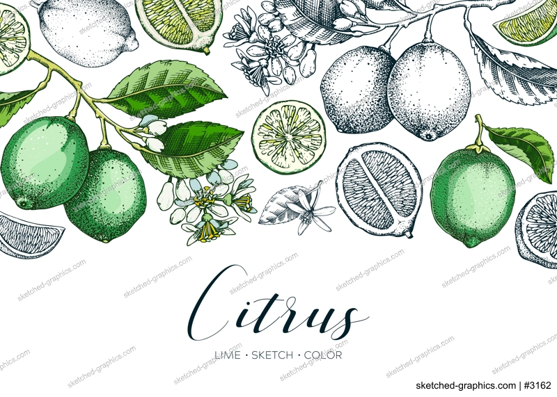 Lime fruit banner. Exotic plants design template. Citrus fruit sketches. Mixed media summer background. Hand drawn vector illustration. NOT AI generated