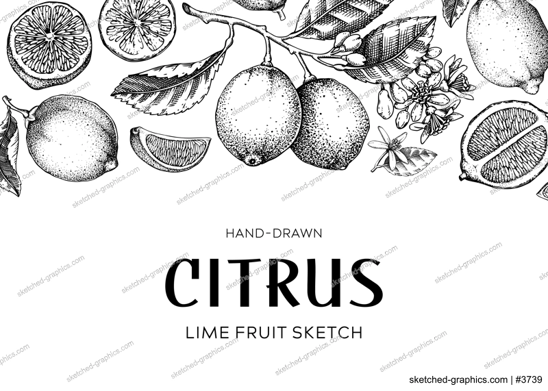 Lime fruit fbanner. Exotic plants design template. Citrus fruit sketches. Summer background. Hand drawn vector illustration. NOT AI generated