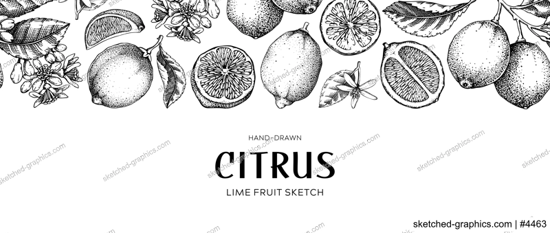 Lime fruit border. Exotic plants seamless pattern. Botanical design vintage. Citrus fruit sketches.Hand drawn vector illustration. NOT AI generated