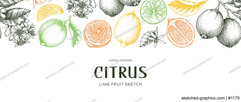 Lime fruit border. Exotic plants seamless pattern. Botanical design in color. Citrus fruit sketches.Hand drawn vector illustration. NOT AI generated