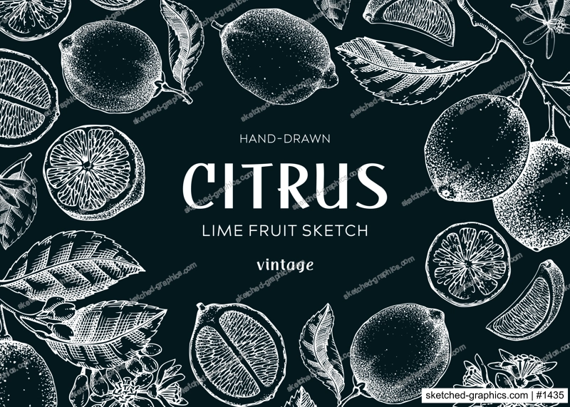 Lime fruit frame. Botanical design template. Citrus fruit sketches. Exotic plants banner. Hand drawn vector illustration. NOT AI generated