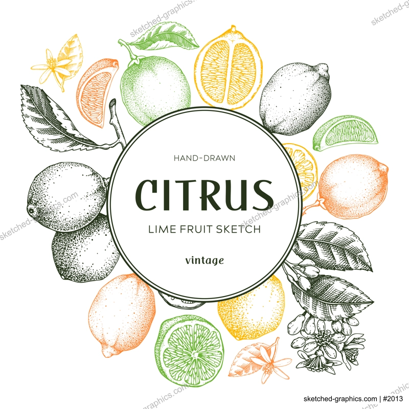 Lime fruit frame. Botanical design template. Citrus fruit sketches in color. Exotic plants banner. Hand drawn vector illustration. NOT AI generated